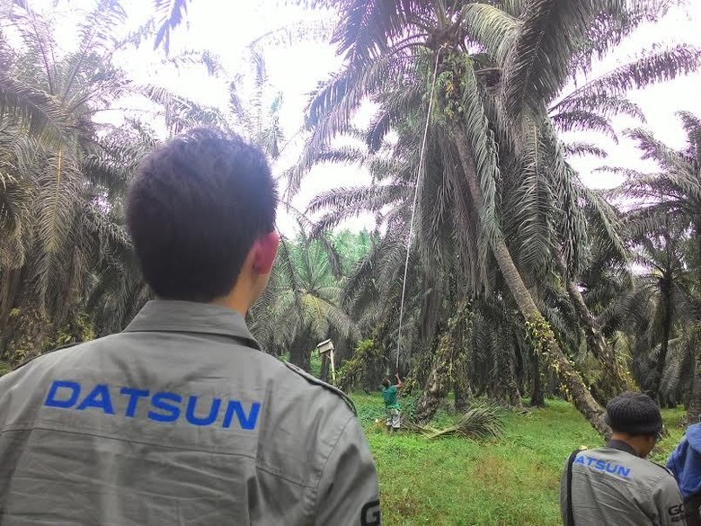 Adetruna di Salah satu pemandangan di perkebunan kelapa sawit Pasangkayu 2015 (istimewa)